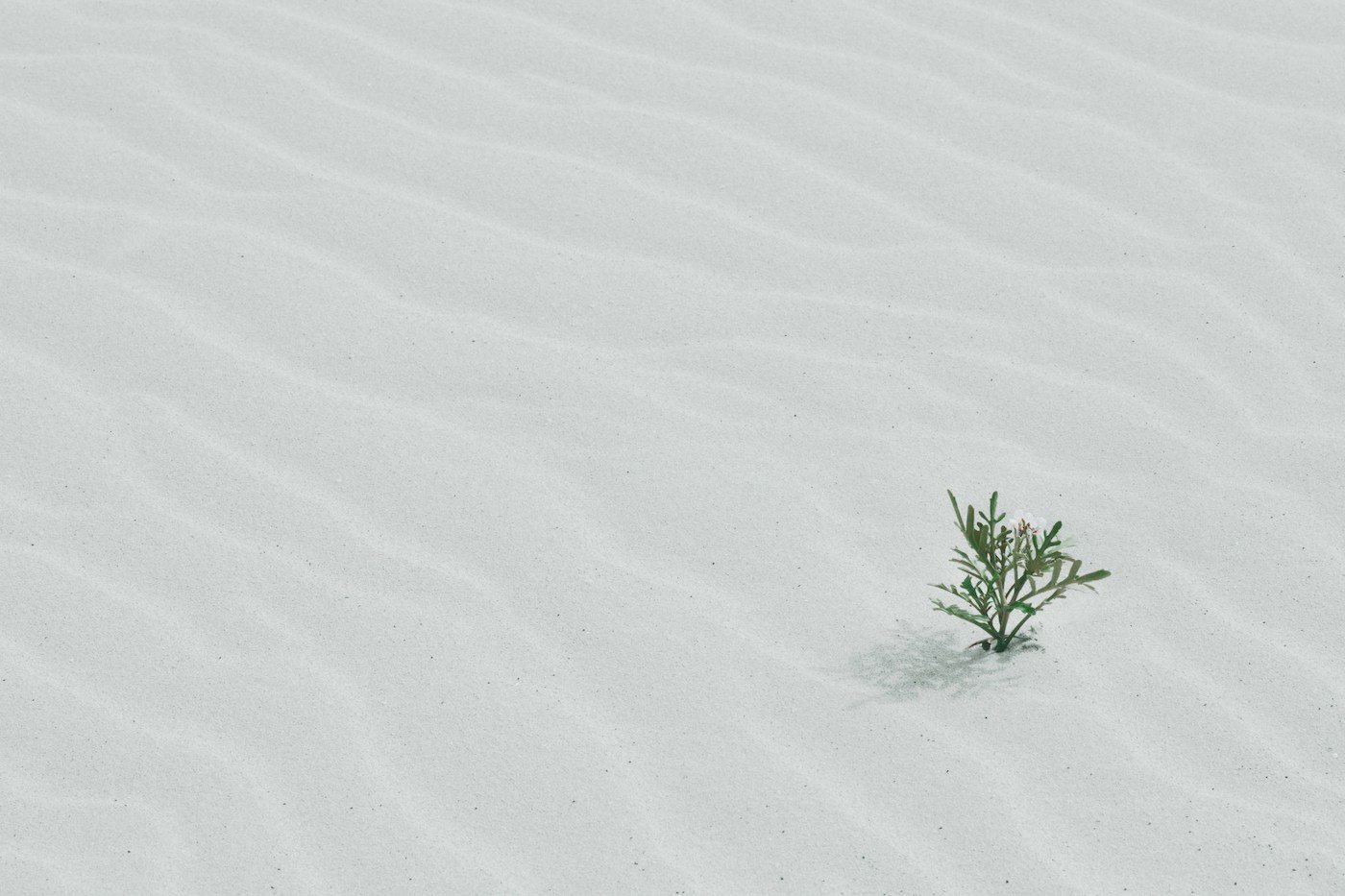 Cairo – Nile Cruise – Bahariya Oasis – White Desert - Photo 5