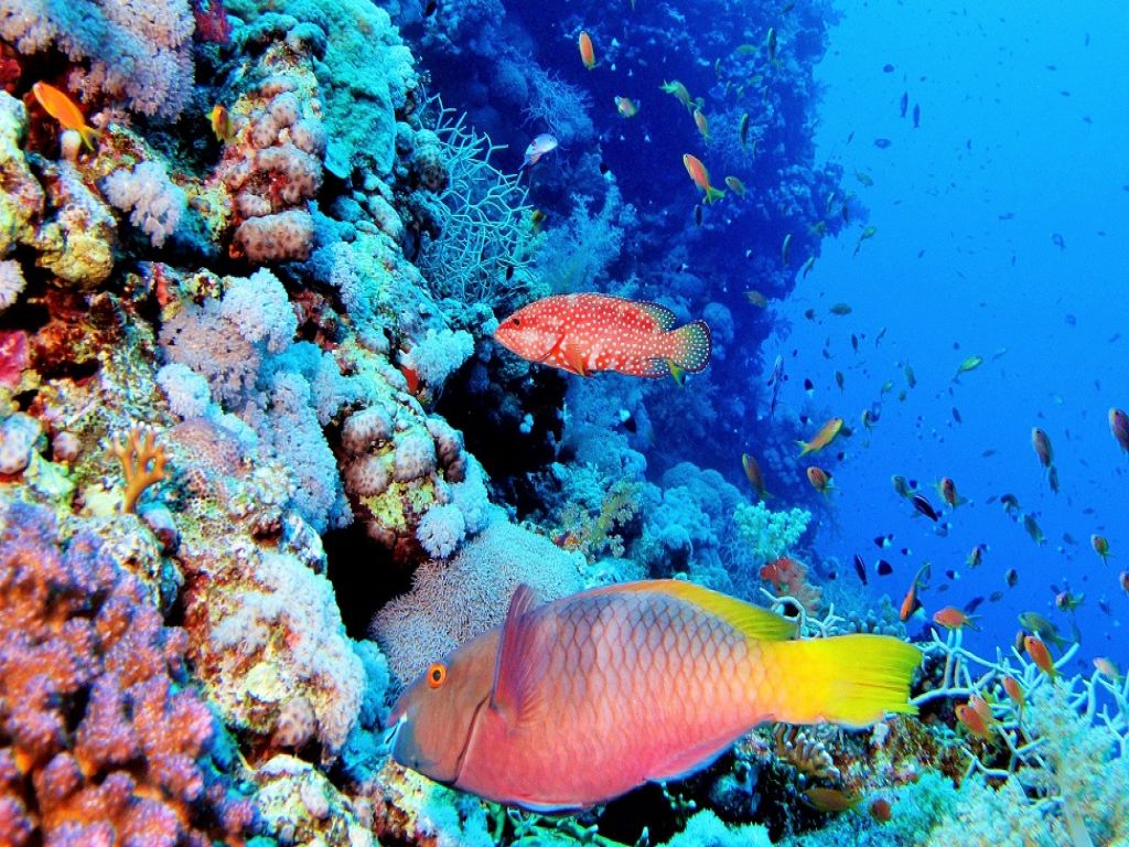 Private Day Excursion to Red Sea from Luxor