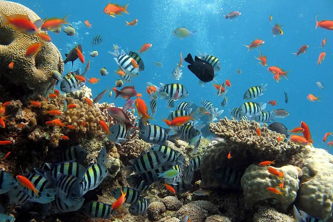 Private Day Excursion to Red Sea from Luxor