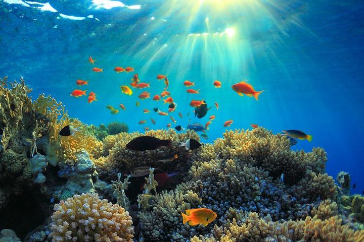 Private Day Excursion to Red Sea from Luxor