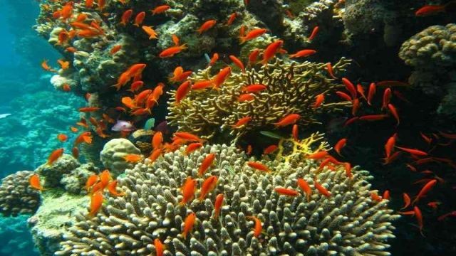 Day Trip Snorkeling At Port Ghalib Marina from Marsa Alam