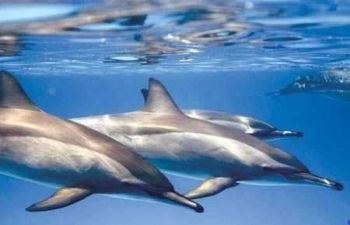Snorkeling Day Trip At Satayh Dolphin Reef