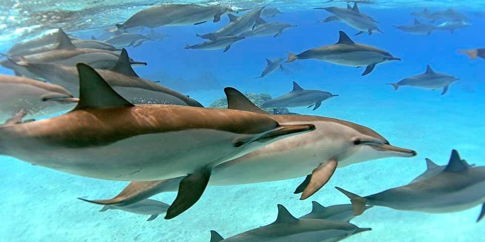 Snorkeling Day Trip At Satayh Dolphin Reef