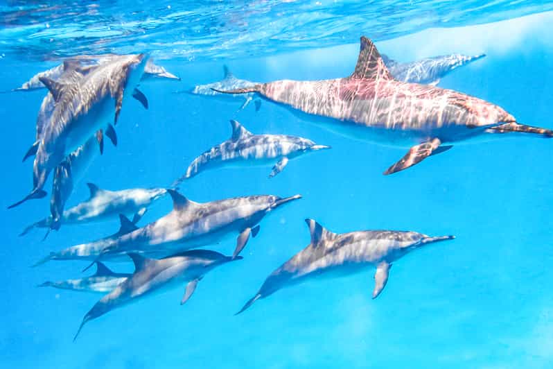 Snorkeling Day Trip At Satayh Dolphin Reef