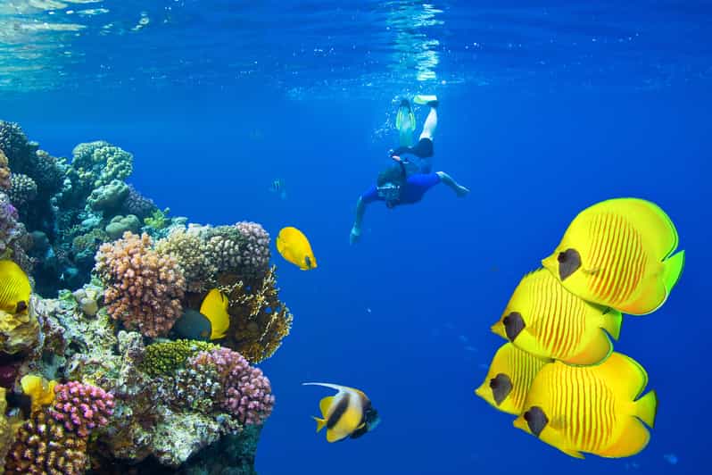 Snorkeling trip to Hamata Islands From Marsa Alam