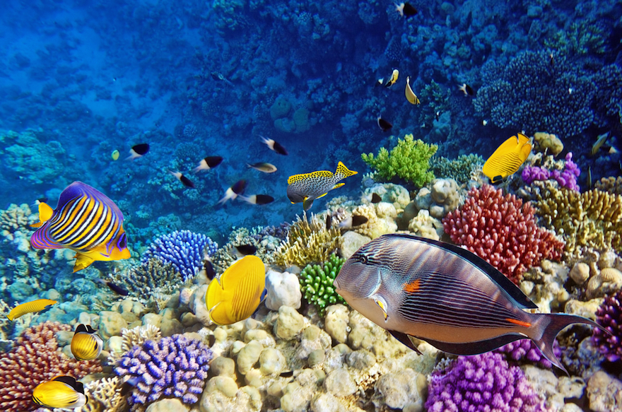 Snorkeling trip to Hamata Islands From Marsa Alam