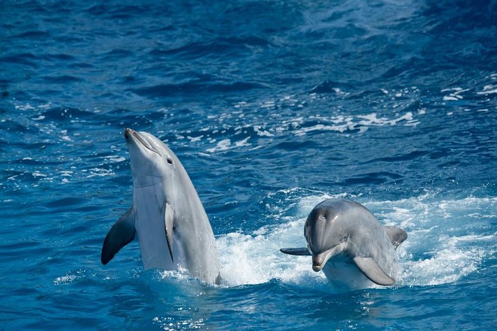 Snorkeling Day Trip At Satayh Dolphin Reef