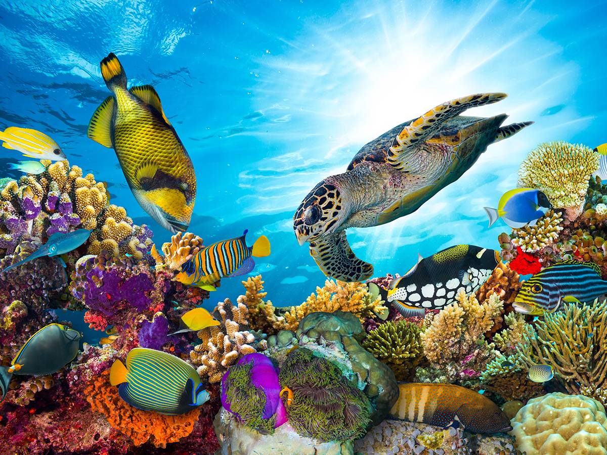 Snorkeling trip to Hamata Islands From Marsa Alam