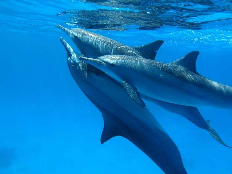 Snorkeling Day Trip At Satayh Dolphin Reef