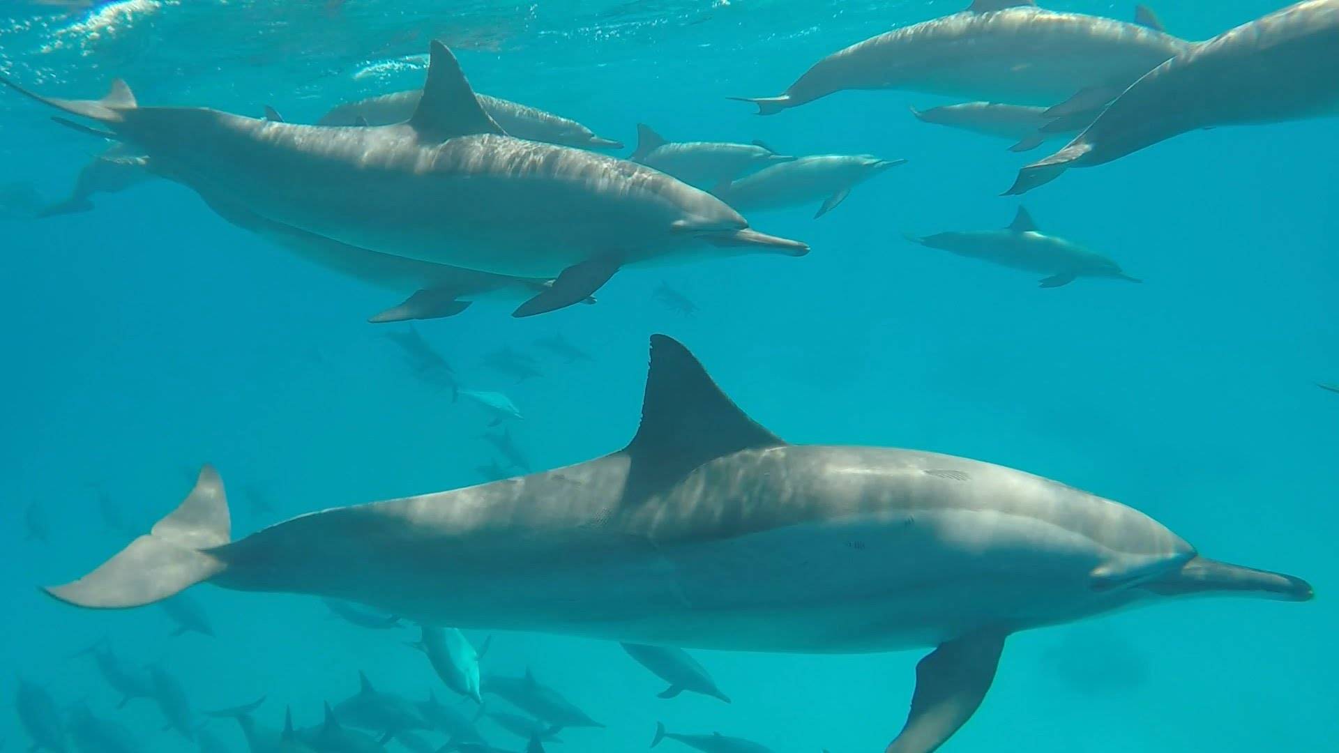 Snorkeling Day Trip At Satayh Dolphin Reef