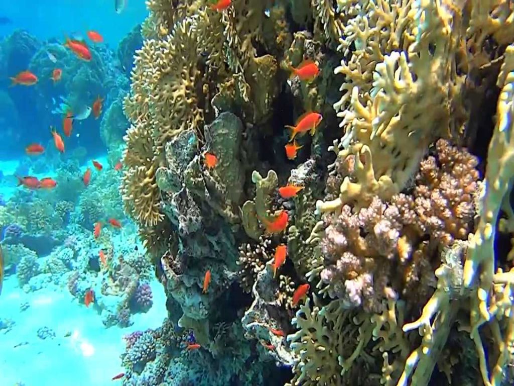 Snorkeling at Dolphin House in Marsa Alam