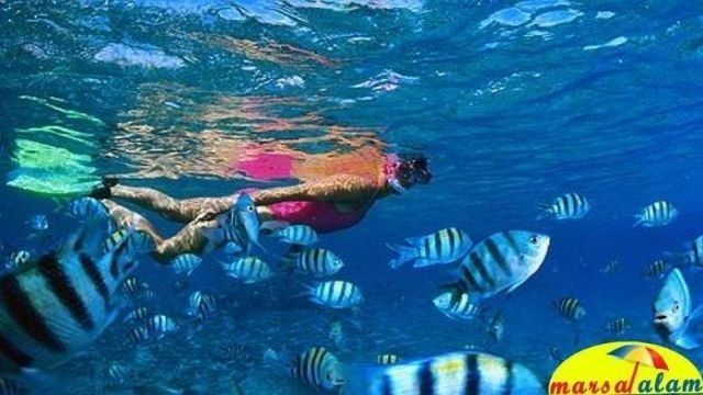 Snorkeling at Dolphin House in Marsa Alam