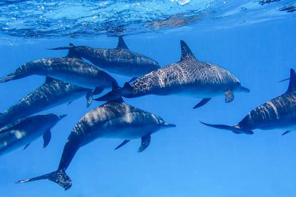 Snorkeling Day Trip At Satayh Dolphin Reef