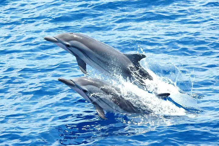 Snorkeling Day Trip At Satayh Dolphin Reef