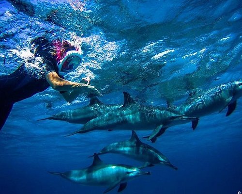 Snorkeling Day Trip At Satayh Dolphin Reef
