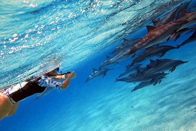 Snorkeling at Dolphin House in Marsa Alam