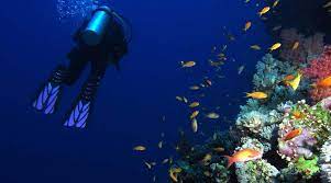 Snorkeling at Dolphin House in Marsa Alam