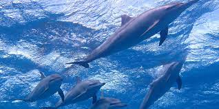 Snorkeling Day Trip At Satayh Dolphin Reef