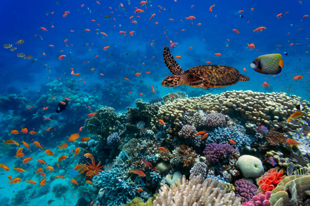 Snorkeling trip to Hamata Islands From Marsa Alam
