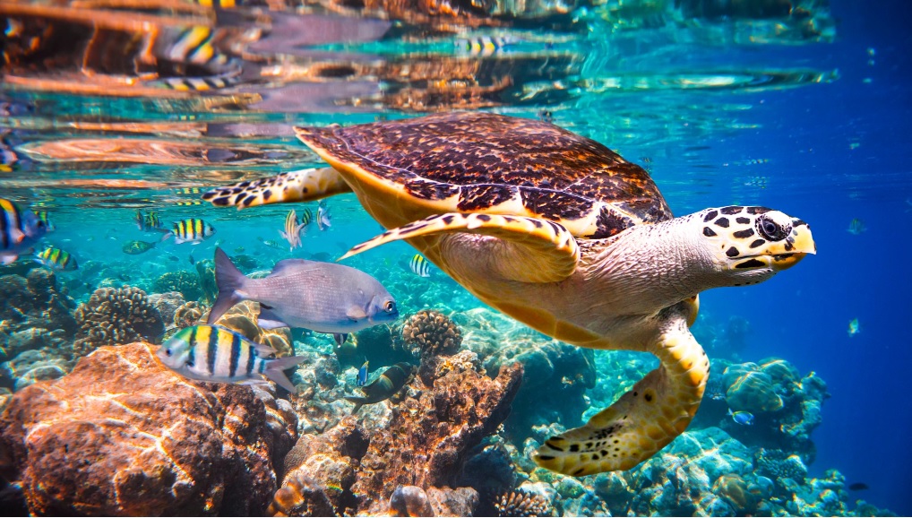 Snorkeling trip to Hamata Islands From Marsa Alam