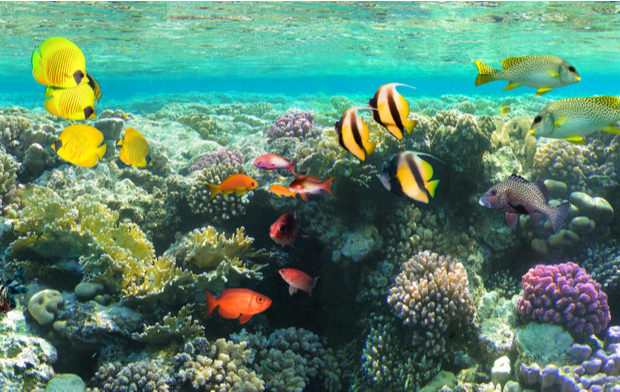 Day Trip Snorkeling At Port Ghalib Marina from Marsa Alam