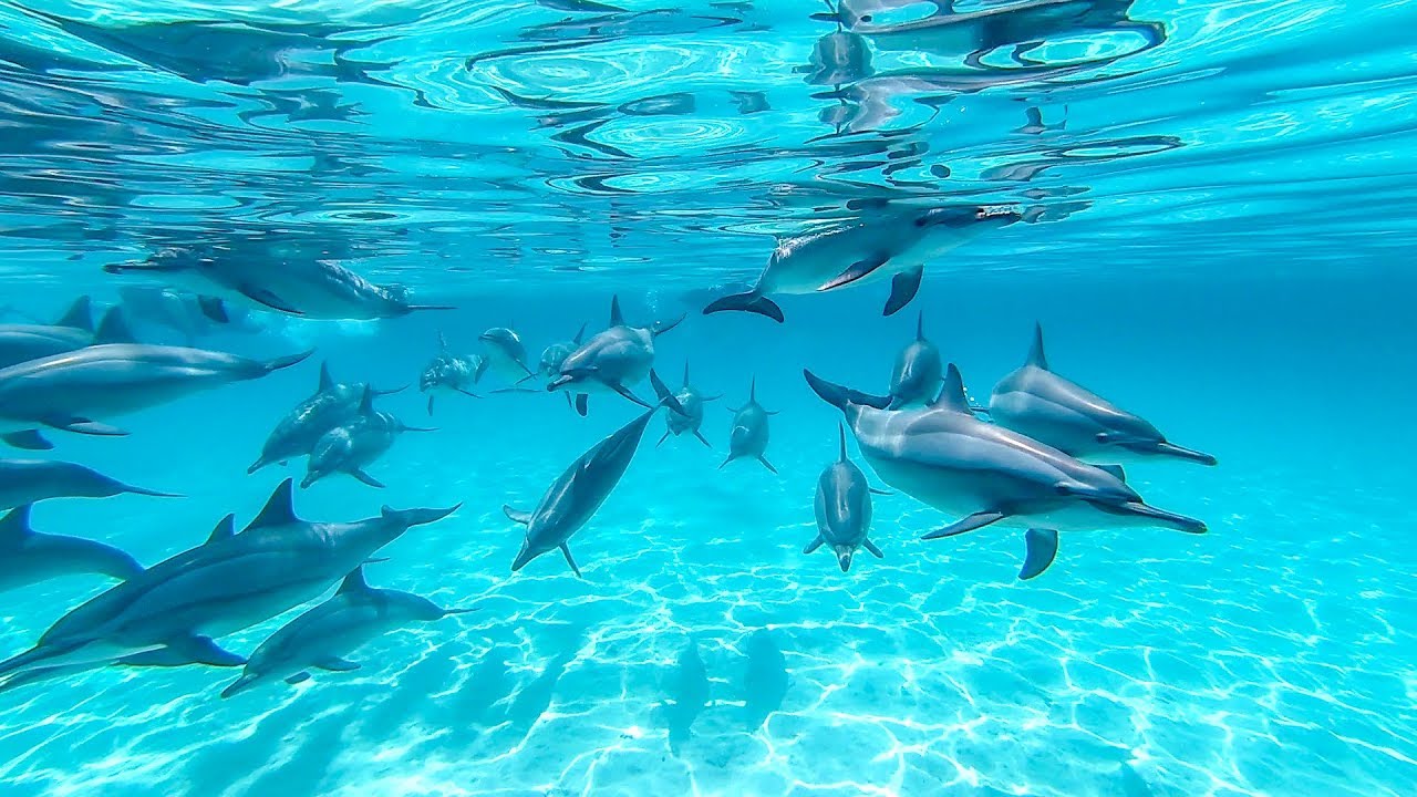 Snorkeling at Dolphin House in Marsa Alam