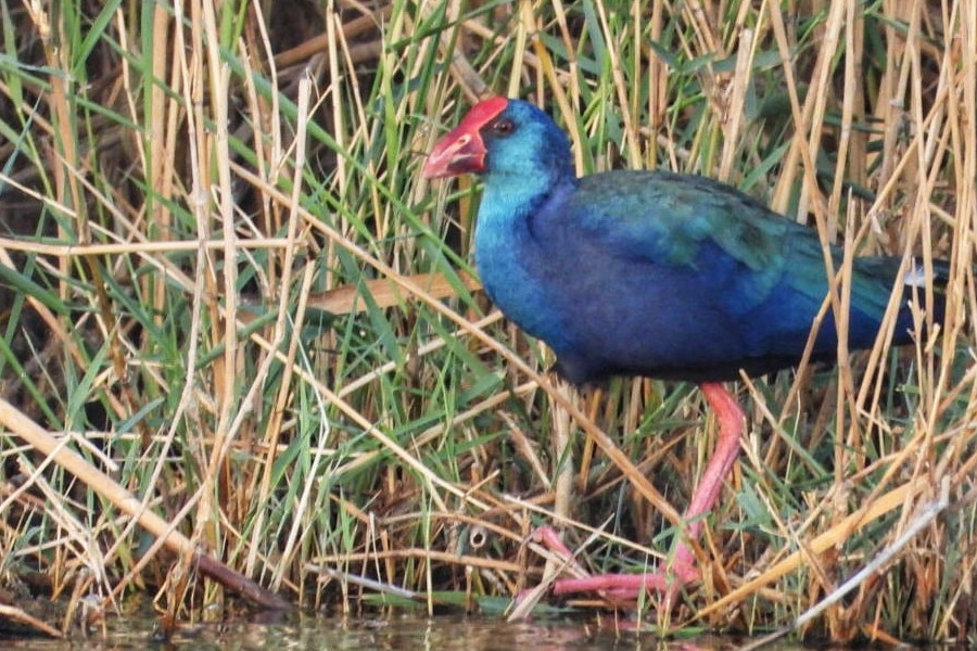 Bird Watching Tour to El Fayoum from Cairo