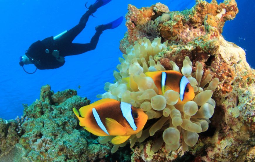 Snorkeling at Dolphin House in Marsa Alam
