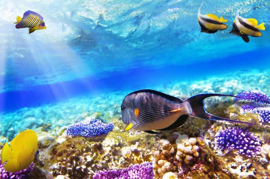 Snorkeling and recreational trip to Sharm El Naga Bay from Hurghada
