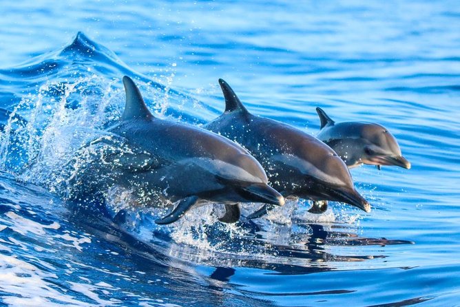 Dolphin Full Day Snorkeling Tour From Hurghada