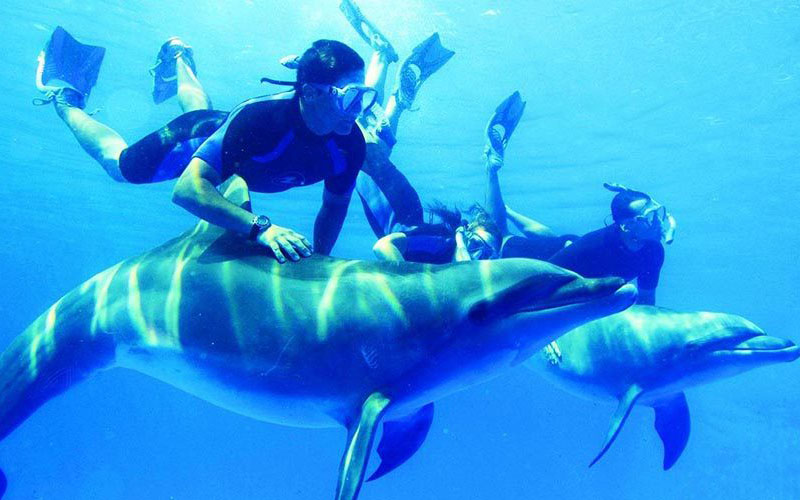 Dolphin Full Day Snorkeling Tour From Hurghada