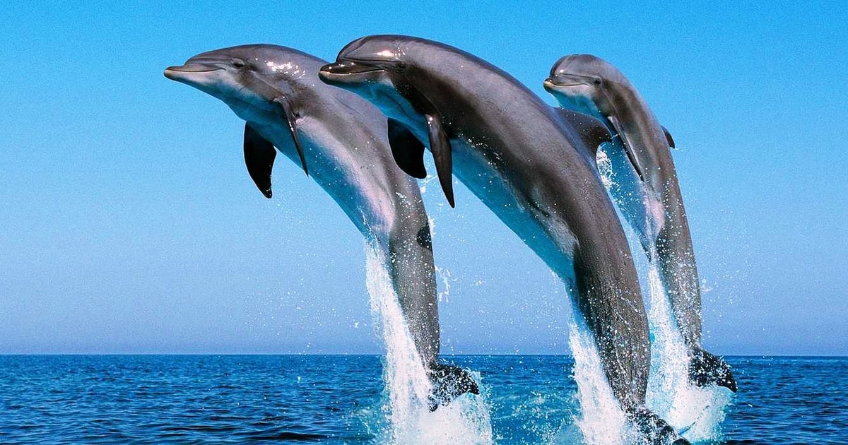 Dolphin Full Day Snorkeling Tour From Hurghada