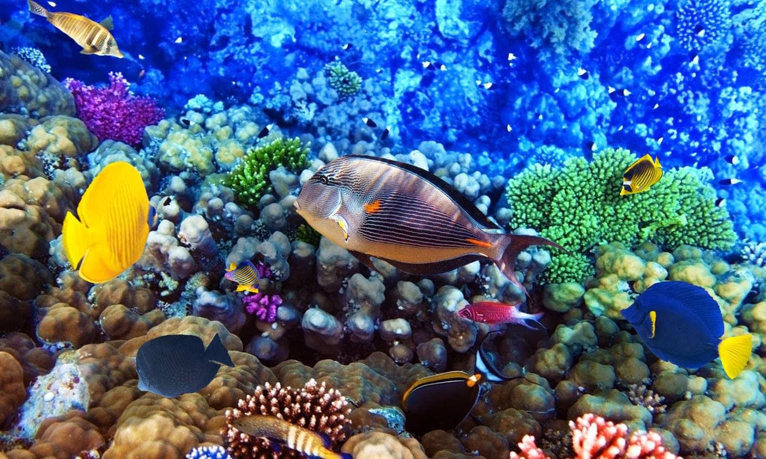 Snorkeling at Giftun Island in Hurghada