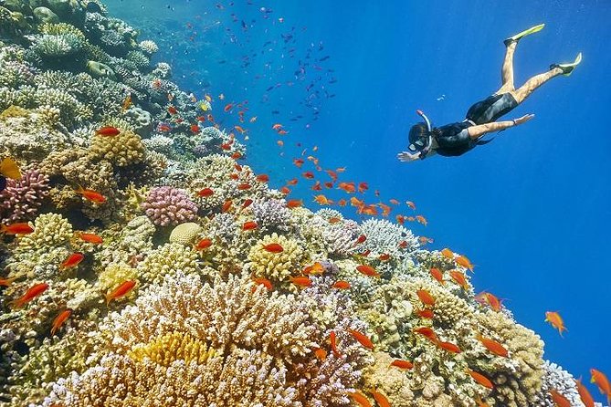 Snorkeling at Mahmya Island from Hurghada