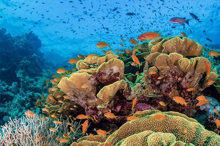 Snorkeling at Mahmya Island from Hurghada