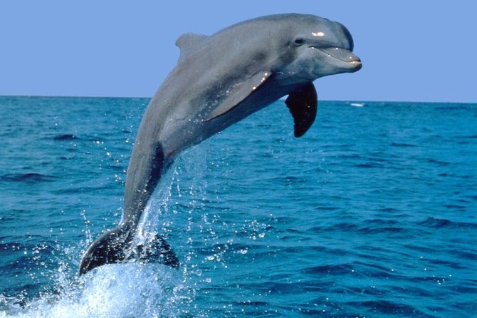 Dolphin Full Day Snorkeling Tour From Hurghada