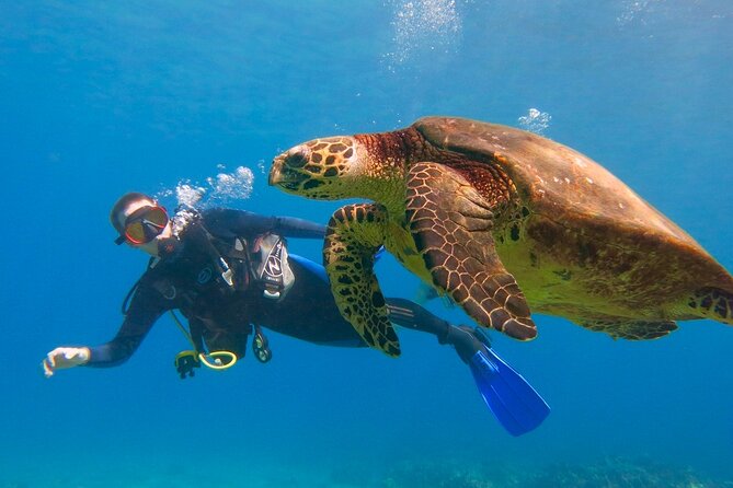 Full Day Scuba Diving Adventure Tour with Lunch at Hurgada