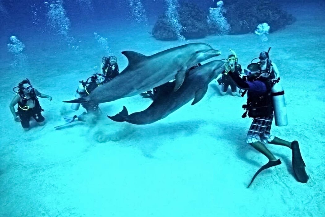 Dolphin Full Day Snorkeling Tour From Hurghada