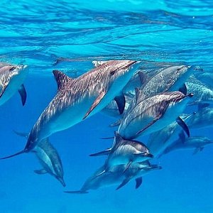 Dolphin Full Day Snorkeling Tour From Hurghada