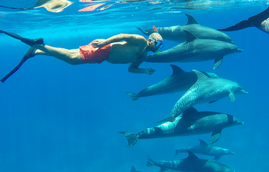 Dolphin Full Day Snorkeling Tour From Hurghada