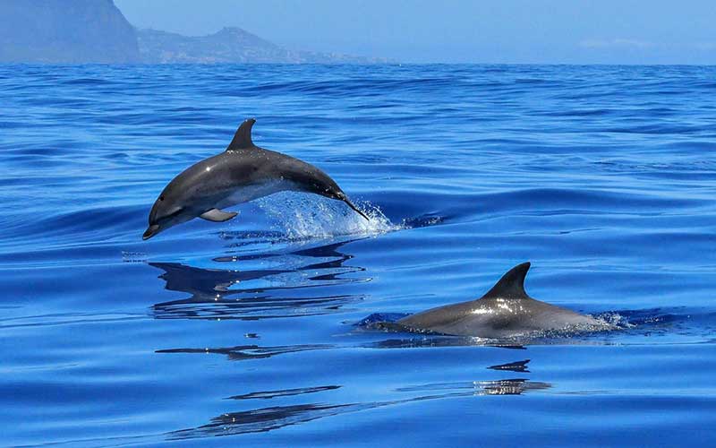 Dolphin Full Day Snorkeling Tour From Hurghada