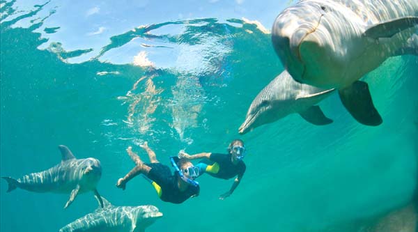 Dolphin Full Day Snorkeling Tour From Hurghada