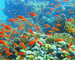 Snorkeling at Giftun Island in Hurghada
