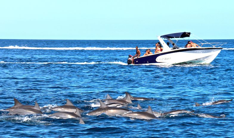 Dolphin Full Day Snorkeling Tour From Hurghada