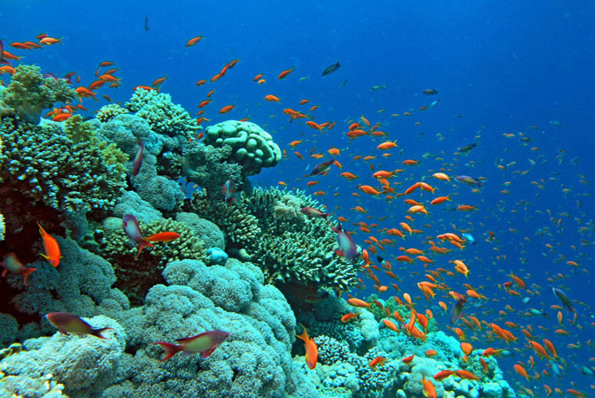 Day excursion Snorkeling in Taba