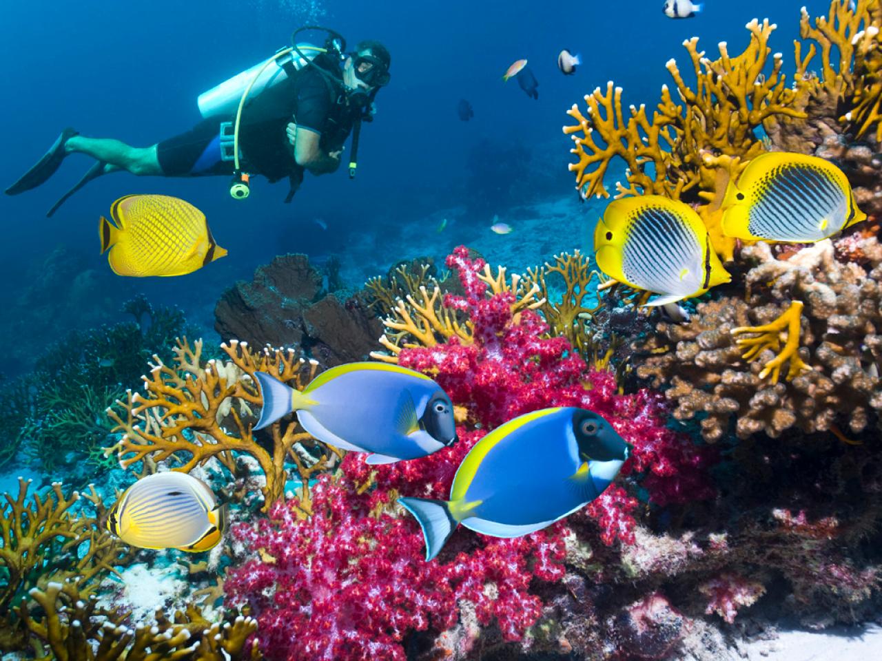 Day excursion Snorkeling in Taba