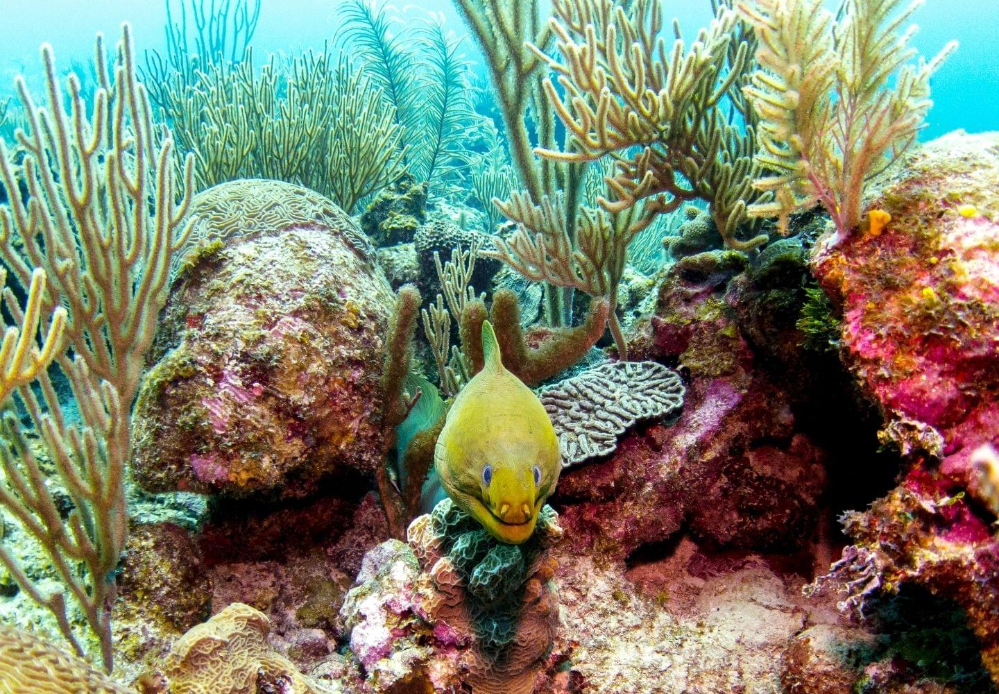 Day excursion Snorkeling in Taba