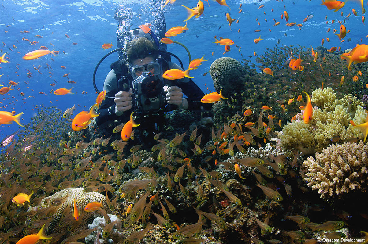 Day excursion Snorkeling in Taba