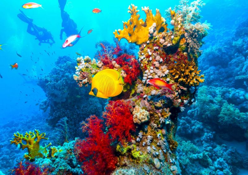 Snorkeling Trip from Safaga Port to Hurghada