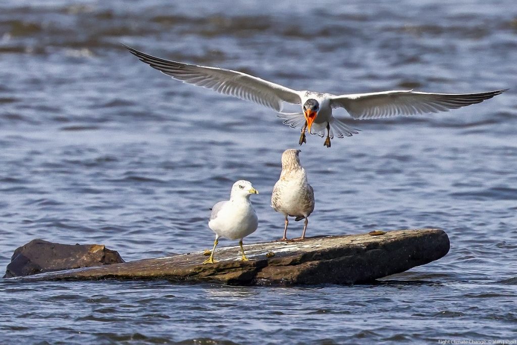 Bird Watching Tour to El Fayoum from Cairo